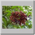 Sabugueiro - frutos.JPG